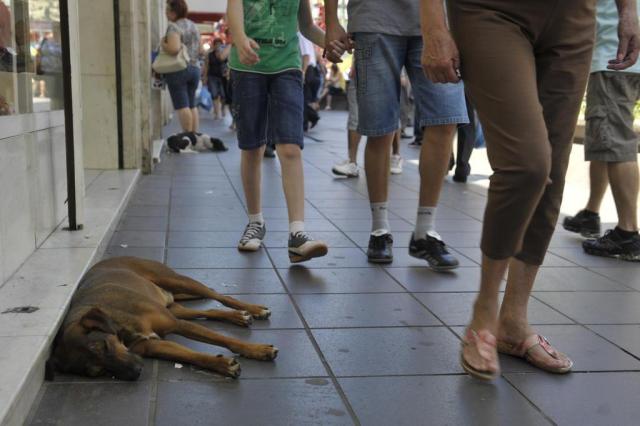  Nas férias aumenta o índice de animais abandonados nas ruas de Santa Maria. Existem pessoas contra mas também as que defendem.