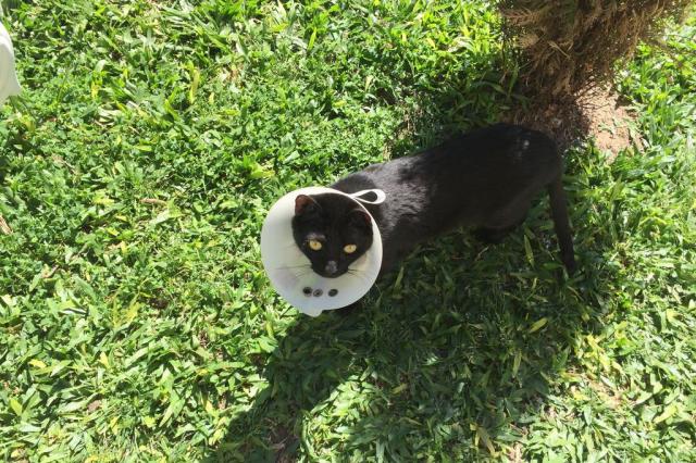 Gatinha que precisou de doação de sangue 