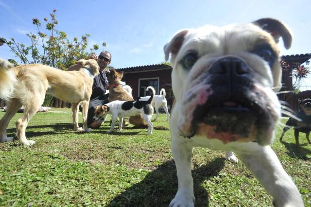  SANTA MARIA, RS, BRASIL, 09/12/2016 - Com a chegada das festas de final de ano e das férias de verão, é normal as famílias programarem viagens, longas ou curtas. Quem tem um animalzinho de estimação precisa incluí-lo no planejamento das férias. Se for levar, é preciso ficar atento à legislação para viagens de carro, ônibus e avião. Se for deixá-lo, a dica é procurar com antecedência um hotel ou uma pet sitter de confiança. Em Santa Maria, o estudante de veterinária Marcelo Ilha trabalha com consultoria pet há 9 anos. Há um mês, ele oferece o serviço de pet hotel aos tutores que não têm onde deixar o animal de estimação.  (FOTOS JEAN PIMENTEL / AGÊNCIA RBS)