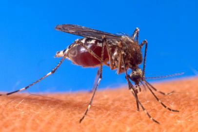 Fonte Divulgacao aedes,aedes aegypti,aegypti,amarela,dengue,febre,febre amarela,mosquito,pernelongo,transmissor,transmite