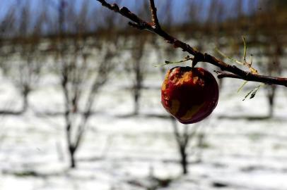 pio - granizo - perdas 