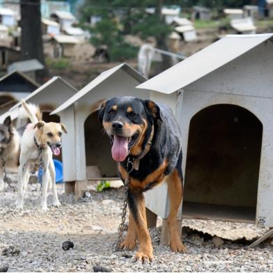 pio - soama - cachorros - animais - cao 