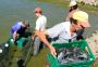 Feira do Peixe Vivo segue até quinta-feira em Caxias do Sul 