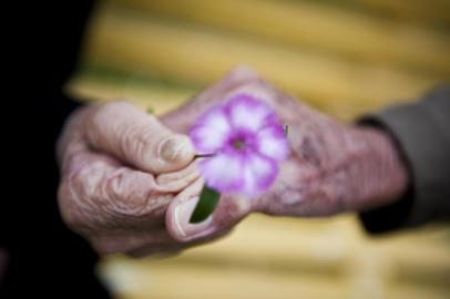 PORTO ALEGRE RS BRASIL 09 06 2011 16h34 Leopoldina Irene Cardoso de Souza 82 anos recebe flor do noivo Ary Castro 91 no jardim no interior do Asilo Padre Cacique em Porto Alegre onde residem O casal se conheceu no local e se casara na capela da instituicao no proximo domingo 12 Dia dos Namorados Foto Mateus Bruxel Diario Gaucho amor,ary castro,asilo padre cacique,carinho,casal,casamento,casório,dia dos namorados,idosos,leopoldina irene cardoso de souza,namorados,terceira idade,velhice