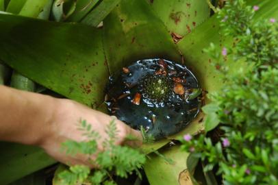 Comtrole da dengue bairro Lindoia vigilancia a saude dengue,saúde,agua,poluição