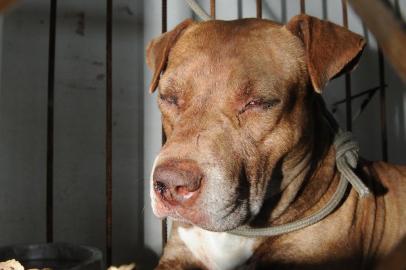 ITAJAI SC BRASIL 13 06 2012 Pitbull ataca crianca de 3 anos de idade na casa da avo no bairro Sao Vicente A crianca foi hospitalizada com o rosto bastante machucado e o cao levado para o canil municipal pitbull,andrew manoel de oliveira,pit bull,ataque,cão,cachorro,ptibull,itajaí,2012,menino,garoto,animal,oliver,agressão,mordida,criança