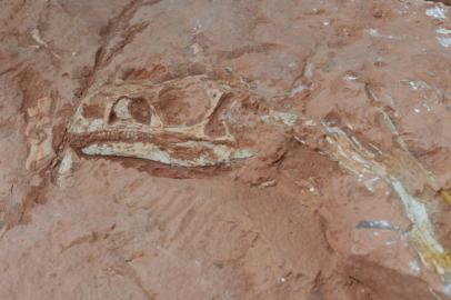 O fóssil de um dinossauro descoberto na localidade de Linha das Flores, cerca de 8 km do 
centro de Agudo, na Região Central, pode ser a sétima espécie identificada no Rio Grande do 
Sul. O animal teria vivido no final do período Triássico, há 225 milhões de anos. As ossadas 
foram encontradas em novembro e devem ser coletadas para pesquisas em breve.