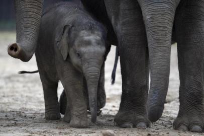 Young elelphant Anchali walks with adult elephants through their enclosure on January 4, 2013 at the Zoologischer Garten zoo in Berlin. Anchali was born at the zoo in August 2012.    Jovem elefantinho caminha com elefantes adultos no Jardim Zoológico de Berlim. Anchali nasceu no zoológico em agosto de 2012.