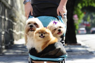  Viamão - RS - Brasil - 29.01.2013 - Negócios PET.Clóvis Kerber passeia com seus pets dentro de carrinho de bebê. Foto:Mauro Vieira/Zero Hora.