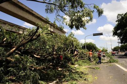  

PORTO ALEGRE, RS, BRASIL, 06.02.2013, 14:00 - Àrvores derrubadas em frente ao Gasômetro,  - Foto: Emilio Pedroso - Zero Hora