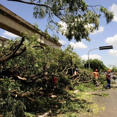  

PORTO ALEGRE, RS, BRASIL, 06.02.2013, 14:00 - Àrvores derrubadas em frente ao Gasômetro,  - Foto: Emilio Pedroso - Zero Hora