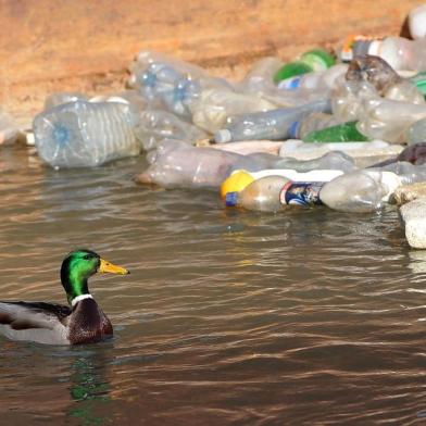 A duck swims past plastic bottles floating near the banks of the Sava river in Belgrade on February 13, 2013. Poluição, pato nada perto garrafas de plástico flutuando as margens do rio Sava, em Belgrado,