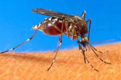 Foto do mosquito Aedes aegypti, que transmite a dengue.

#PÁGINA:07

Aedes Aegypti
FILE -- (NYT1) UNDATED -- June 30, 2003 -- SCI-BATTLING-MOSQUITOES --  An aedes aegypti mosquito, which is known to transmit the West Nile virus, in an undated photo provided by the U.S. Department of Agriculture. t's the season of the whine _ the high-pitched note that signals a prowling mosquito near your ear, and the even more annoying complaints emitted by humans wondering whether mosquitoes really should have a place in the web of life.  (USDA/The New York Times)
 Fonte: NYT
 Fotógrafo: USDA