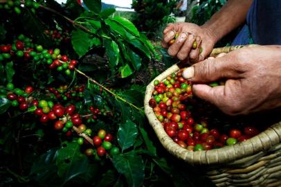 Café colombiano , colômbia, Paisagem Cultural Cafeeira, turismo, viagem