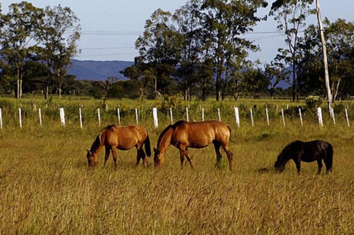 Divulgação / Caminhos Rurais