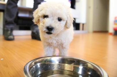  

PORTO ALEGRE, RS, BRASIL, 13-05-2013 : Situação do cachorro poodle toy que foi agredido na última sexta-feira e agora recebeu um novo lar, ganhou o nome de Rossi e está sob os cuidados do Bruno Campelo e sua família. (Foto: BRUNO ALENCASTRO/Agência RBS, Editoria Geral)