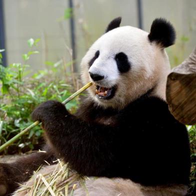 galeria -  A female giant panda Shin Shin eats bamboo in her cage at Tokyos Ueno zoo on May 28, 2013. Shin Shin has showing signs of being pregnant, the zoo said. Shin Shin and her mate Ri Ri were confirmed to have mated in March, and Shin Shins condition, such as her hormone level, suggest she may be pregnant.   A fêmea de panda gigante Shin Shin come bambu em sua jaula no zoológico de Ueno, em Tóquio em 28 de maio de 2013.