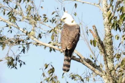 Um casal de fundadores da ONG Instituto Rã-bugio para Conservação da Biodiversidade, fotografou e filmou um exemplar jovem do raríssimo Gavião-de-Penacho da espécie Spizaetus ornatos em Itaiópolis (SC). Ele está incluído na lista oficial do IBAMA como ameaçado de extinção na Mata Atlântica. 