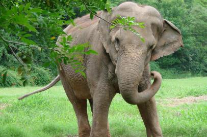 Morre a elefante Mila, do Zoológico de Sapucaia