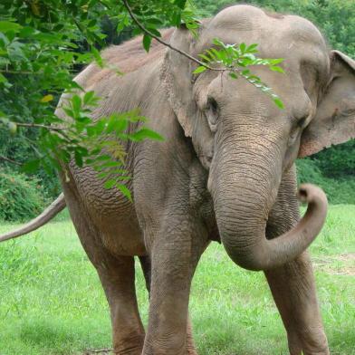 Morre a elefante Mila, do Zoológico de Sapucaia