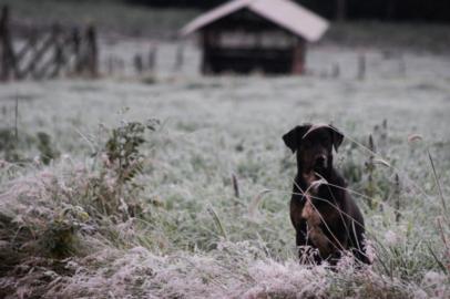  

Registro de neve em São Miguel do Oeste, no extremo oeste catarinense.