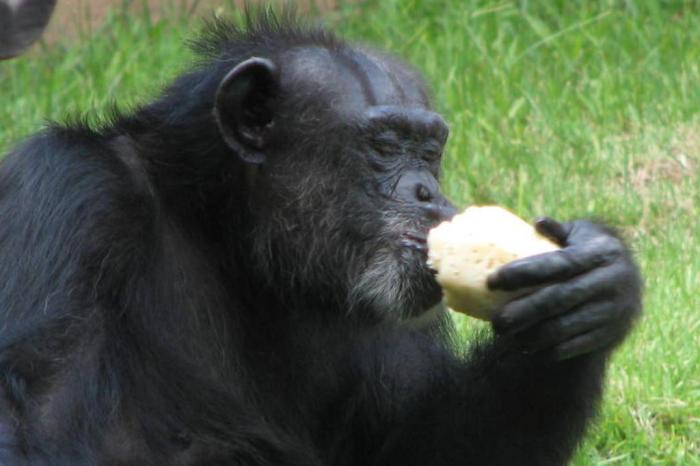 Esther Nazareth,Rio Zoo / Divulgação