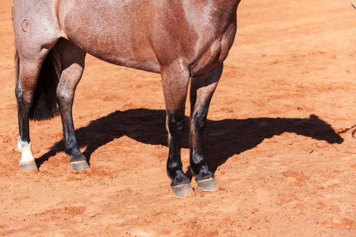 Cabanha La Madre: O Cavalo Crioulo - Investimento em ascensão