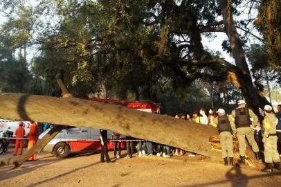  

PORTO ALEGRE, Brasil, 31.08.2013: Árvora cai na Redenção e mata uma pessoa.  (Foto:Carlos Macedo/ ZH Moinhos/ Agência RBS)