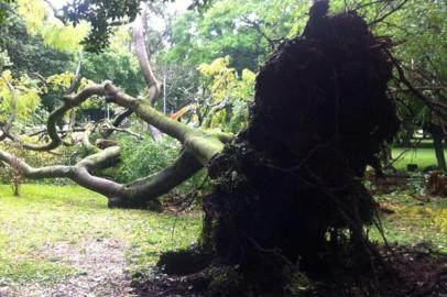 Árvore cai no Parque da Redenção, em Porto Alegre