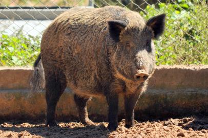 sema - animais - espécies não nativas - javali - rdgol