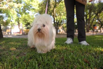  

Um projeto de lei apresentado por uma vereadora de Santa Maria deverá causar polêmica e muita discussão entre parte da comunidade e os grupos de defensores dos animais. A proposta da vereadora Anita Costa Beber (PR) é de proibir "a circulação de cães com seus os condutores nas praças públicas que possuem pracinha com brinquedos" no município. O projeto foi protocolado há cerca de 10 dias e, segundo a parlamentar, foi elaborado a partir de reclamações de pais e mães que levam crianças nas praças de brinquedos.