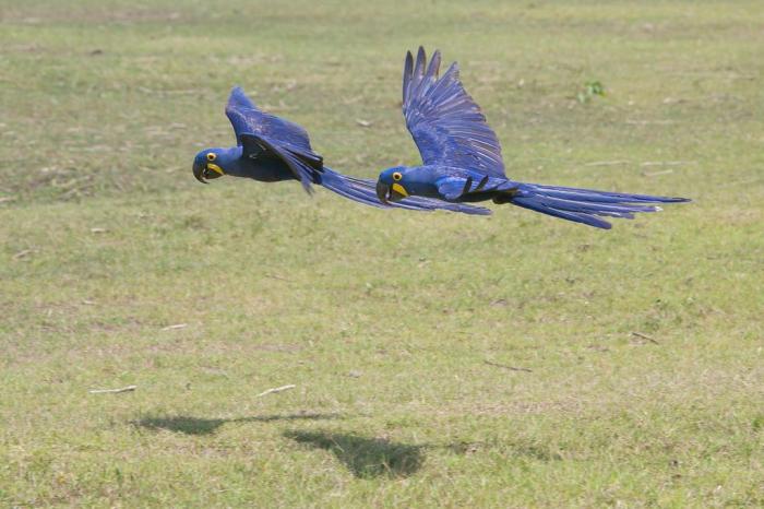 Projeto Arara Azul / divulgação