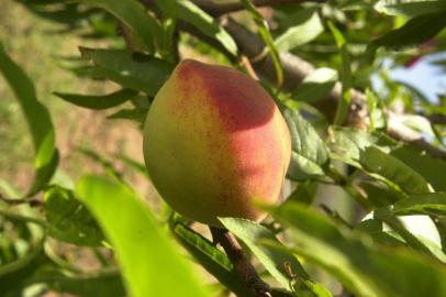 *** Feira do Pêssego 2 - D. Marenco ***Luciano Bertaco, produtor de frutas e flores, organiza e participa da Feira do Pêssego, na Capital.