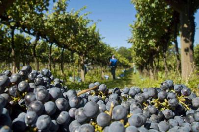 Supersafra de uva no RS agrava problemas do setor vitivinícola brasileiro