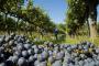 Supersafra de uva no RS agrava problemas do setor vitivinícola brasileiro