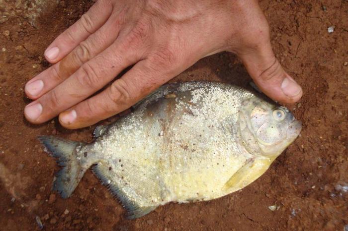 Polícia Ambiental / Divulgação