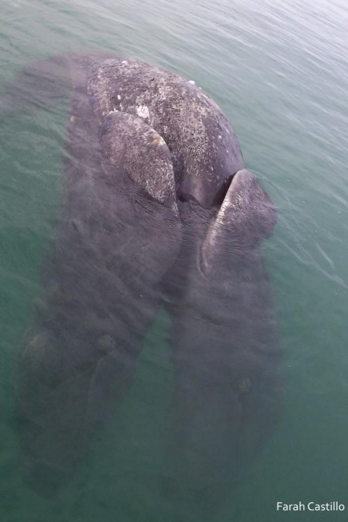 Pescadores descobrem baleias siamesas em laguna no México