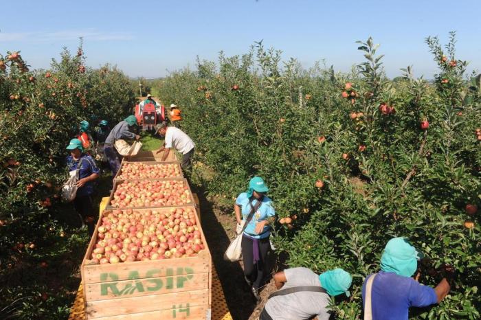 safra de maçãs na rasip,maça 2014,vacaria 2014,empresa rasip 2014,colheita de maças 2014,rasip 2 / Agencia RBS