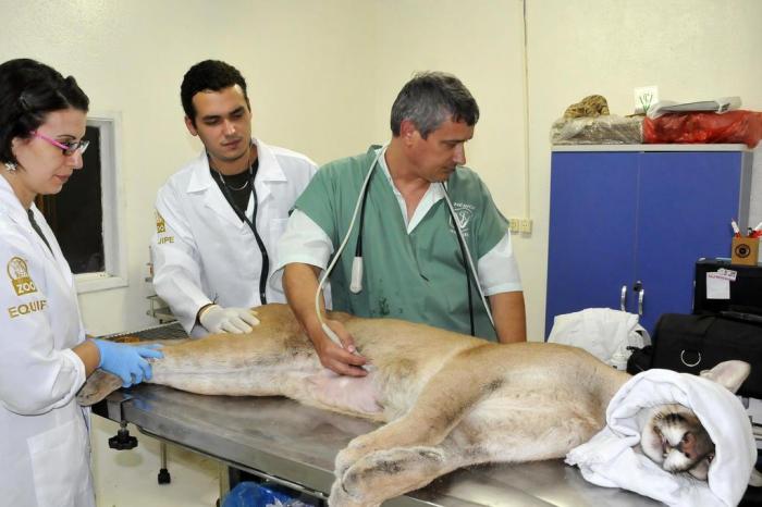 Halder Ramos,Gramadozoo / Divulgação