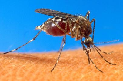 Foto do mosquito Aedes aegypti, que transmite a dengue.

#PÁGINA:07

Aedes Aegypti
FILE -- (NYT1) UNDATED -- June 30, 2003 -- SCI-BATTLING-MOSQUITOES --  An aedes aegypti mosquito, which is known to transmit the West Nile virus, in an undated photo provided by the U.S. Department of Agriculture. t's the season of the whine _ the high-pitched note that signals a prowling mosquito near your ear, and the even more annoying complaints emitted by humans wondering whether mosquitoes really should have a place in the web of life.  (USDA/The New York Times)
 Fonte: NYT
 Fotógrafo: USDA