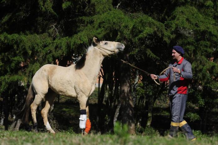 Após denúncia de maus-tratos, cavalo é encontrado com patas