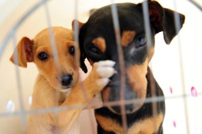  JOINVILLE,SC,BRASIL,29-07-2014.Ação voluntária do Centro de Bem-estar animal para castrar cachorros l na Vila Ôca,Estrada do Oeste.(Foto:Salmo Duarte/Agência RBS,Geral)