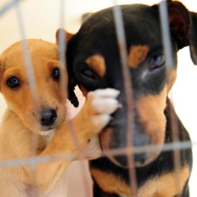  JOINVILLE,SC,BRASIL,29-07-2014.Ação voluntária do Centro de Bem-estar animal para castrar cachorros l na Vila Ôca,Estrada do Oeste.(Foto:Salmo Duarte/Agência RBS,Geral)