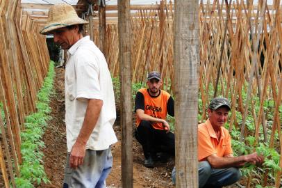 rdgol, santa tereza, estufas, agricultura