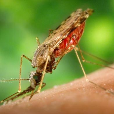 O mosquito Anopheles albimanus  alimentando-se em um braço humano. Este mosquito é um vetor da malária