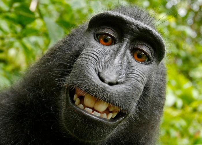 Fotos de Macaco branco, Imagens de Macaco branco sem royalties
