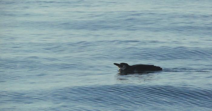 Pinguins encontrados no Litoral do RS passam por tratamento em universidade  de Rio Grande, Rio Grande do Sul