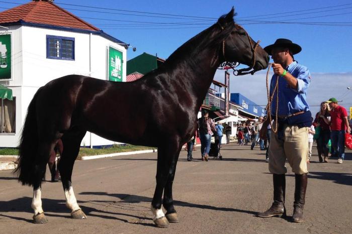 Saiba o que é necessário para ter um cavalo como animal de