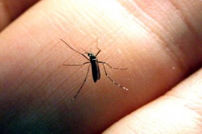 Aedes aegypti, mosquito transmissor da dengue e da febre chikungunya