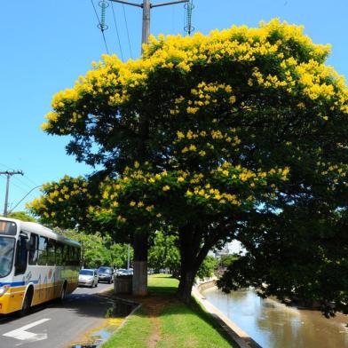  PORTO ALEGRE, RS, BRASIL, 16/01/2012, 07:30h: .A cássia-imperial (Cassia fistula, L.), também conhecida como canafístula  na avenida Ipiranga (Foto: JEAN SCHWARZR / Zero Hora)